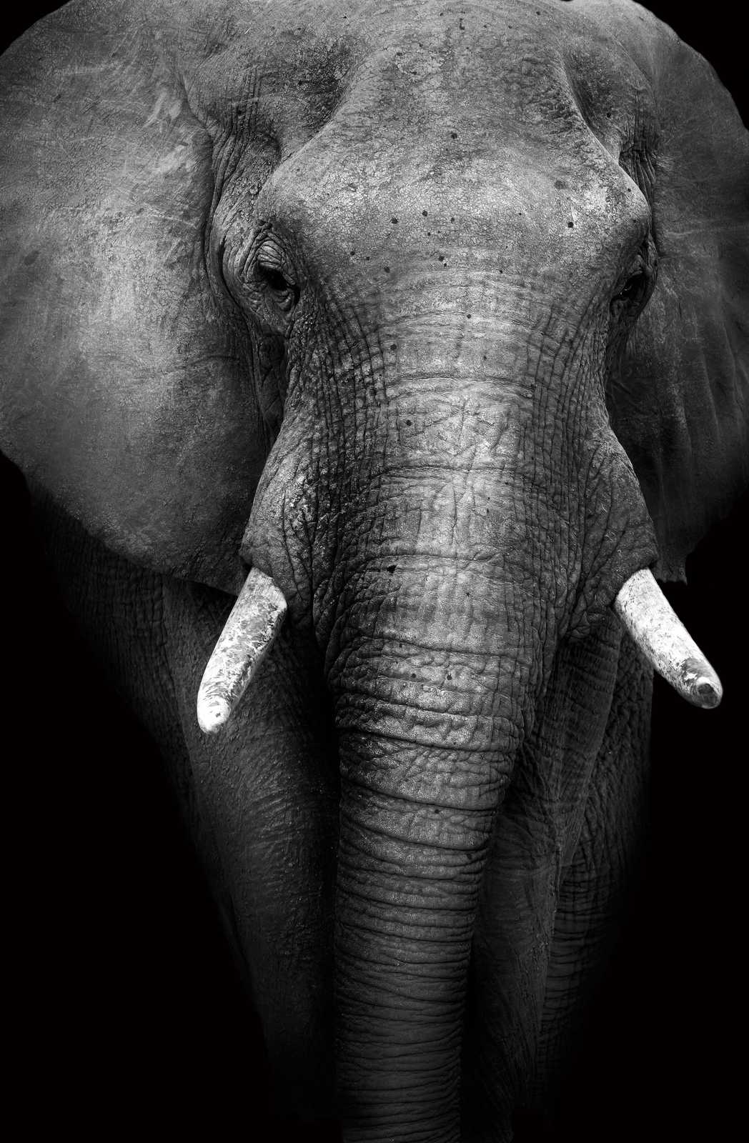 Majestic Elephant Portrait B&W Wall Art