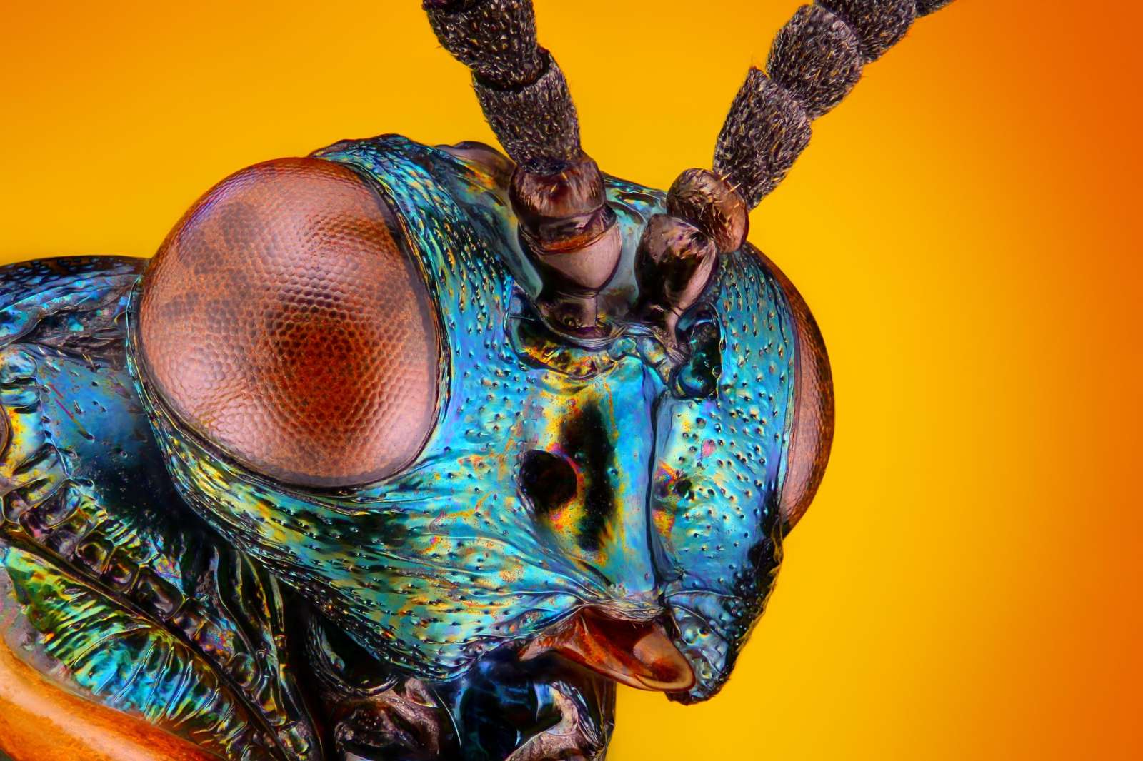 Iridescent Jewel Bug Macro Art Wall Art