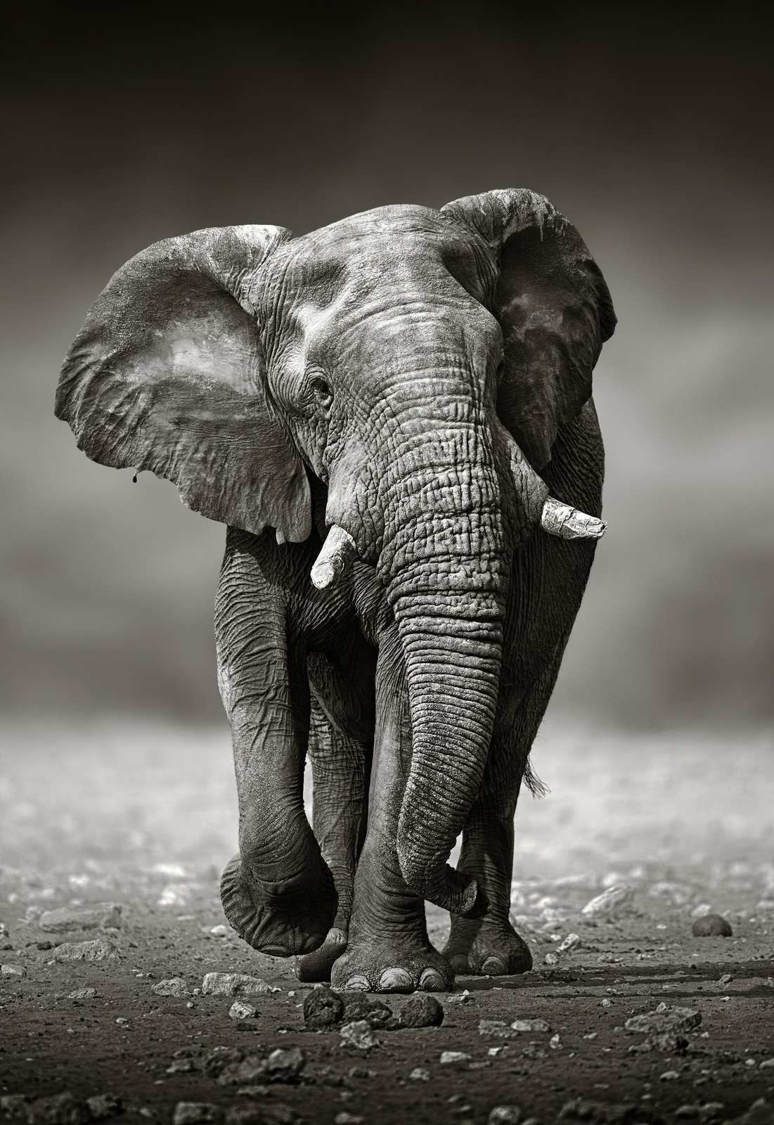 Majestic African Elephant Portrait Wall Art