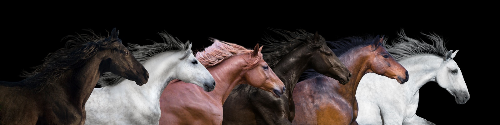 Majestic Running Horses Panorama Wall Art