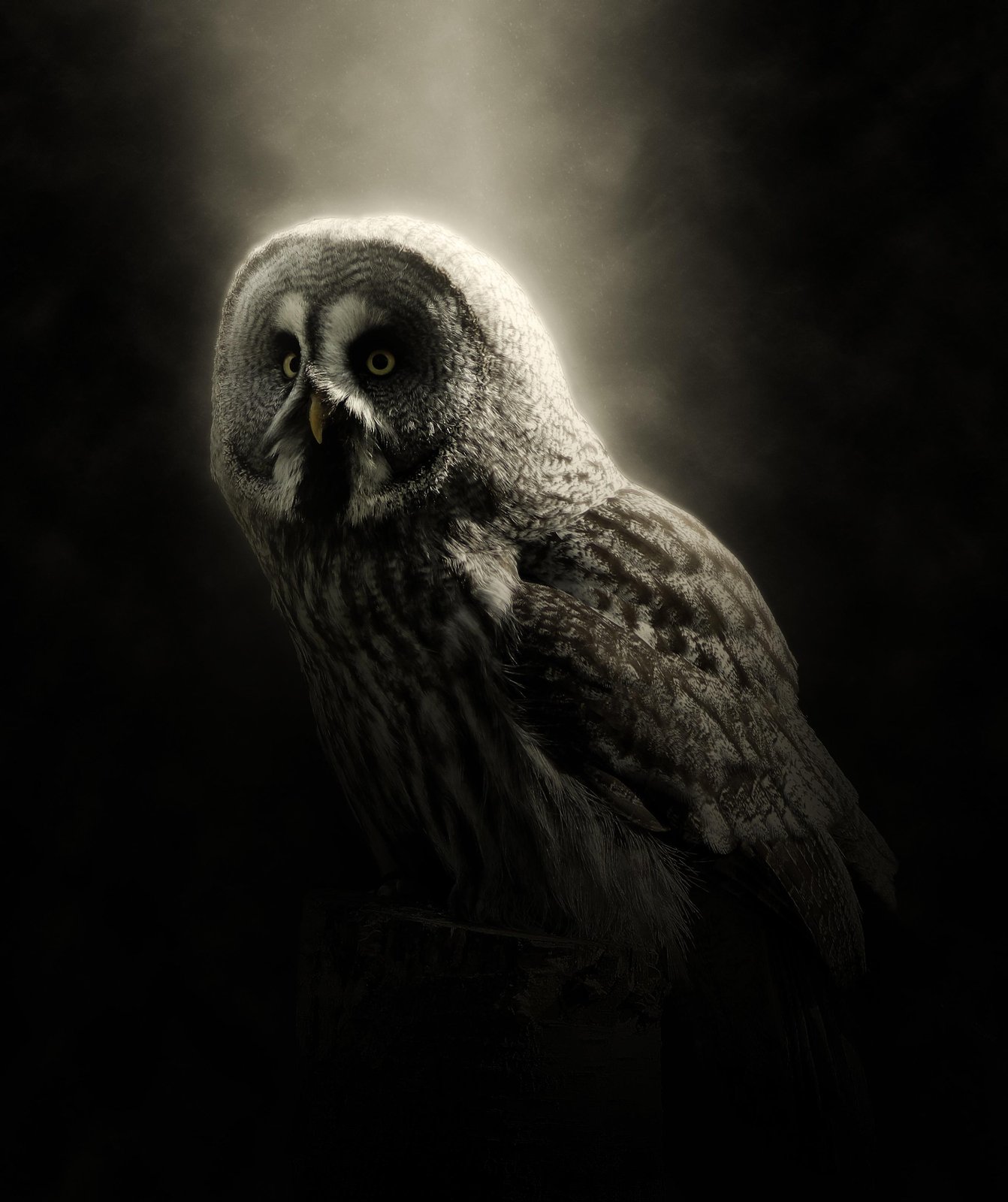 Majestic Owl Portrait Wall Art - Wildlife Art