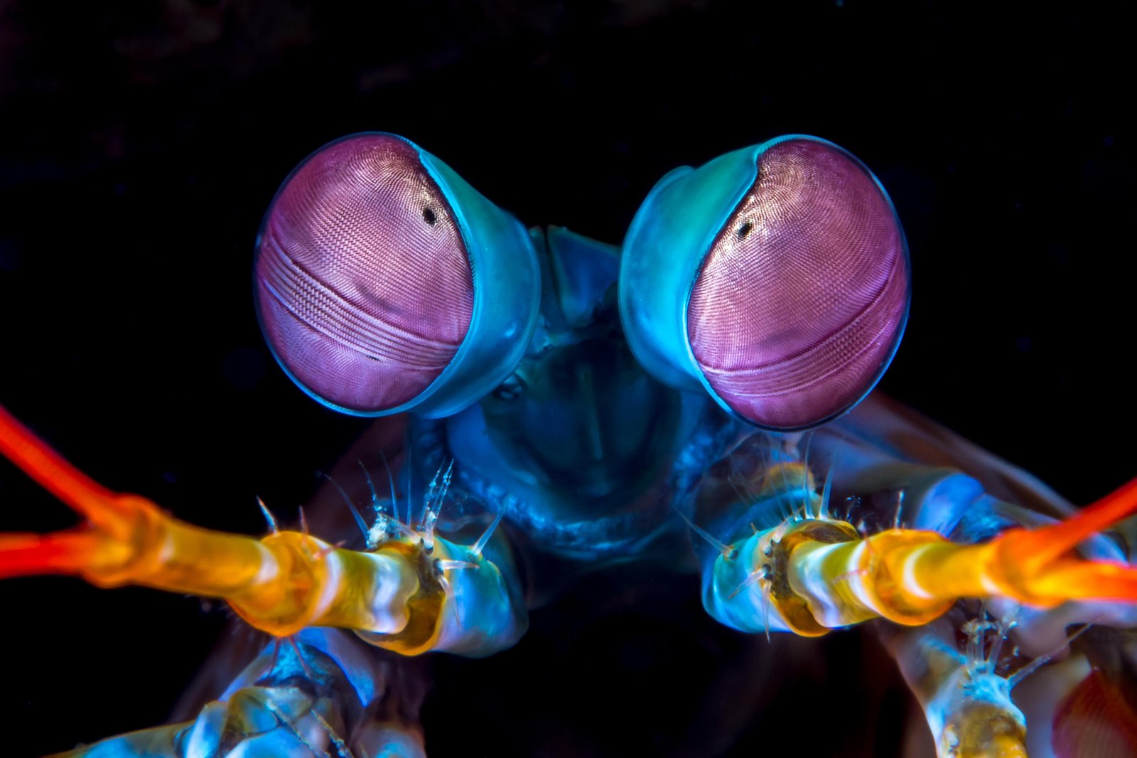 Vibrant Mantis Shrimp Eyes Wall Art