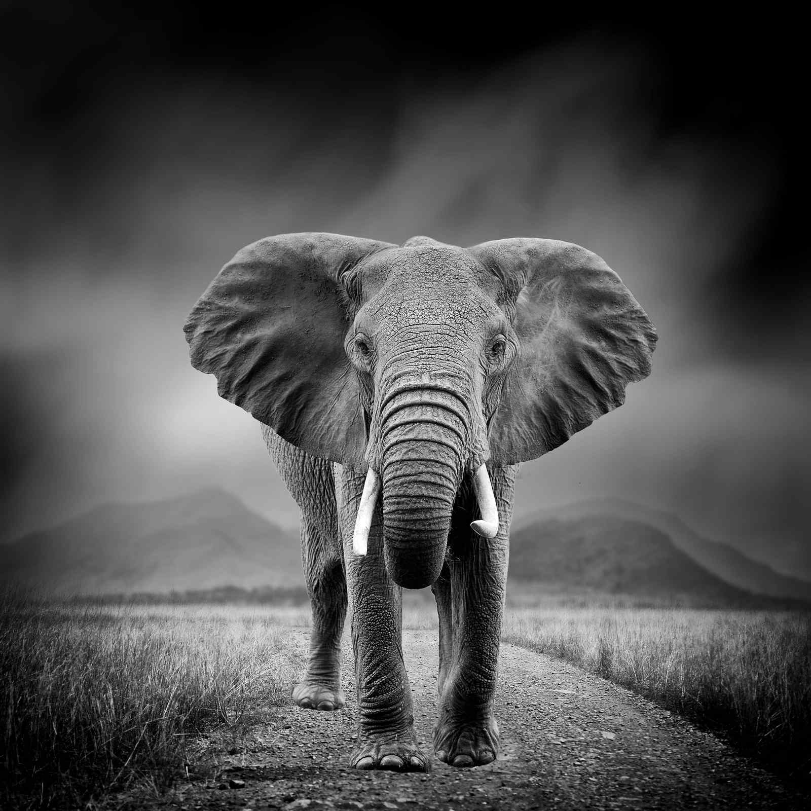 Majestic Elephant Portrait B&W Wall Art