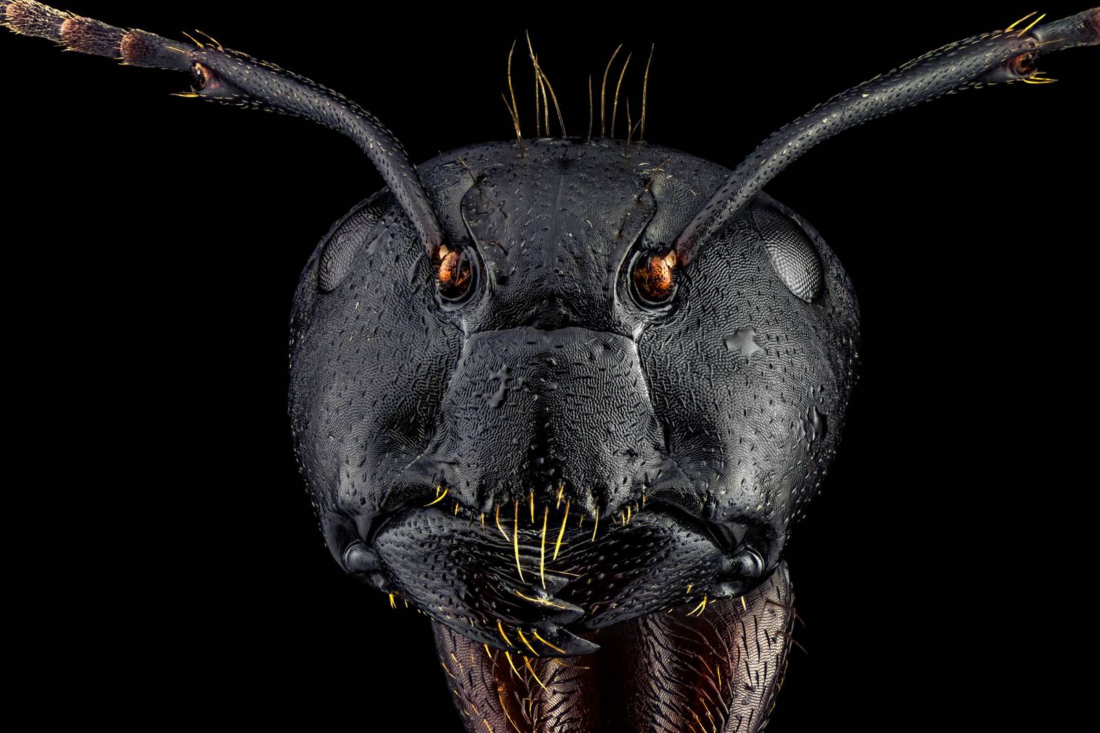 Macro Ant Portrait Wall Art - Insect Art