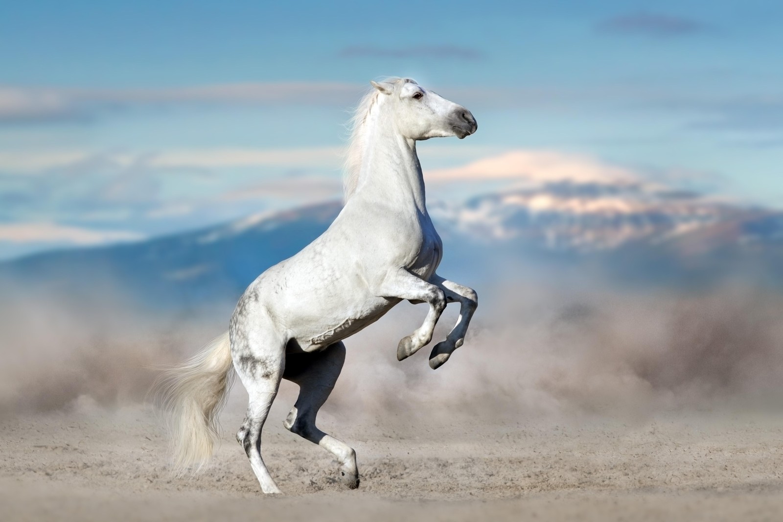 Majestic White Horse Rearing Wall Art