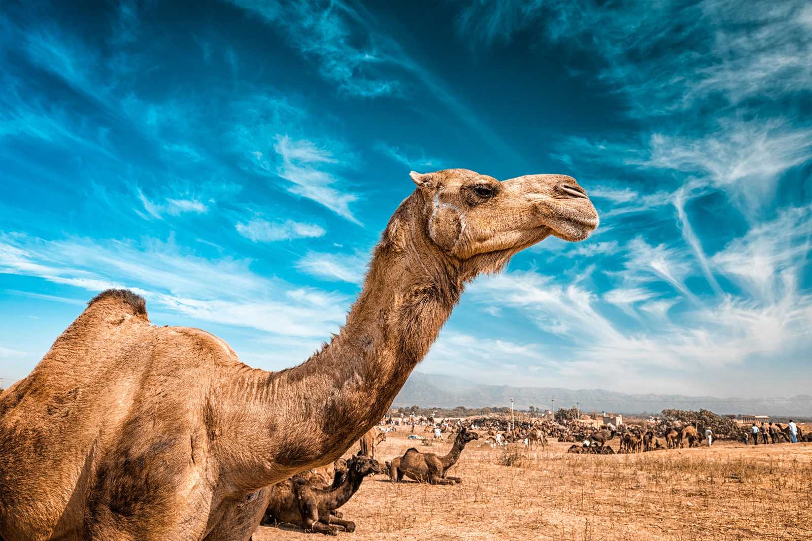 Majestic Camel Desert Scene Wall Art