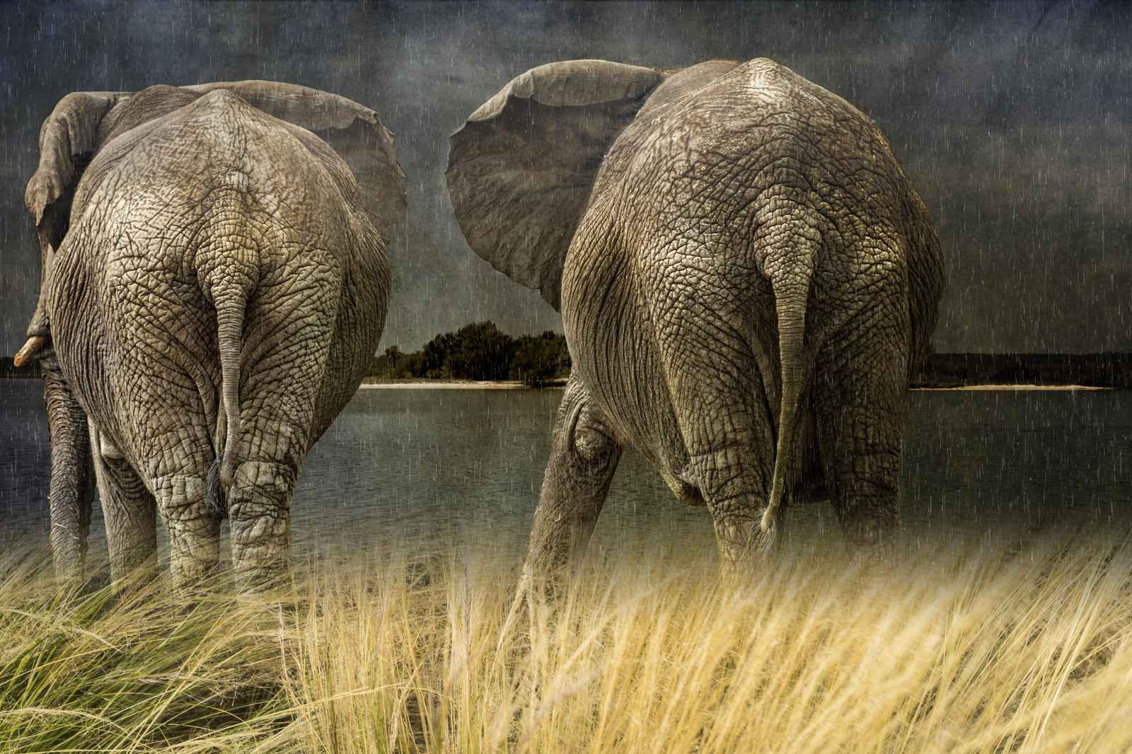 Majestic Elephants African Safari Wall Art
