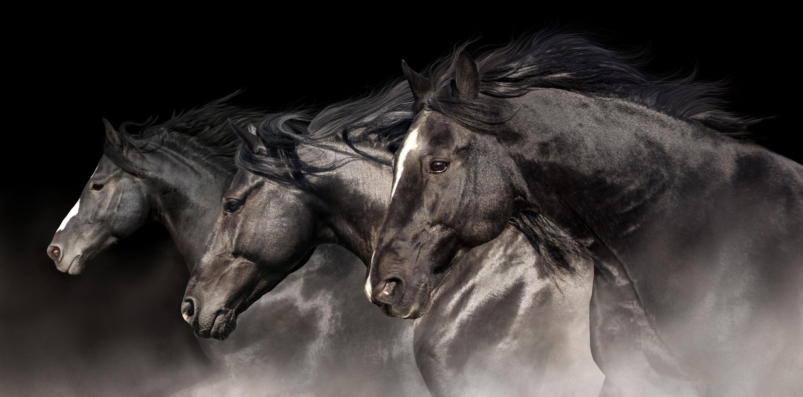 Majestic Black Horses Wall Art - Horse Wall Art
