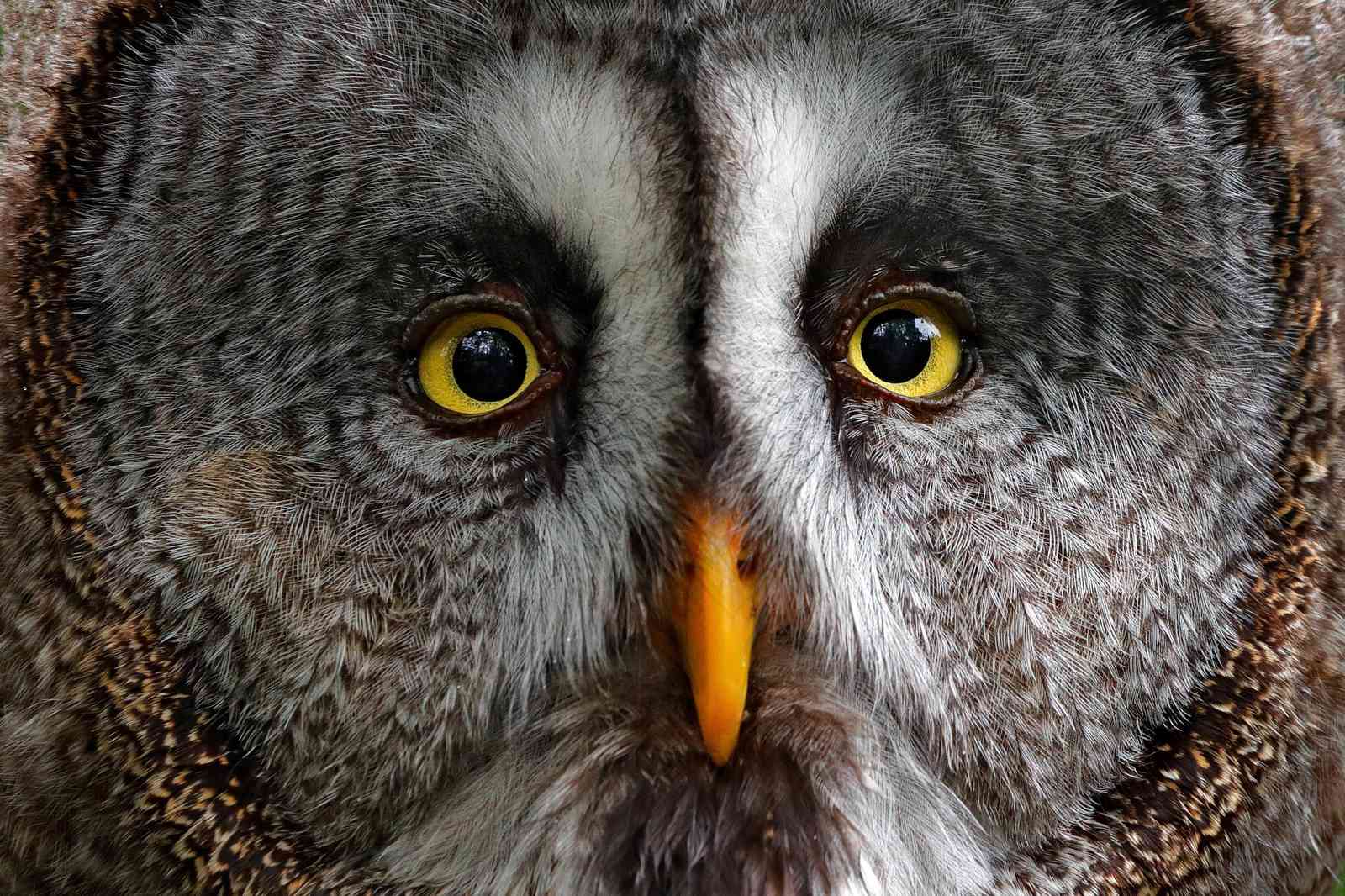 Majestic Great Grey Owl Close-Up Wall Art