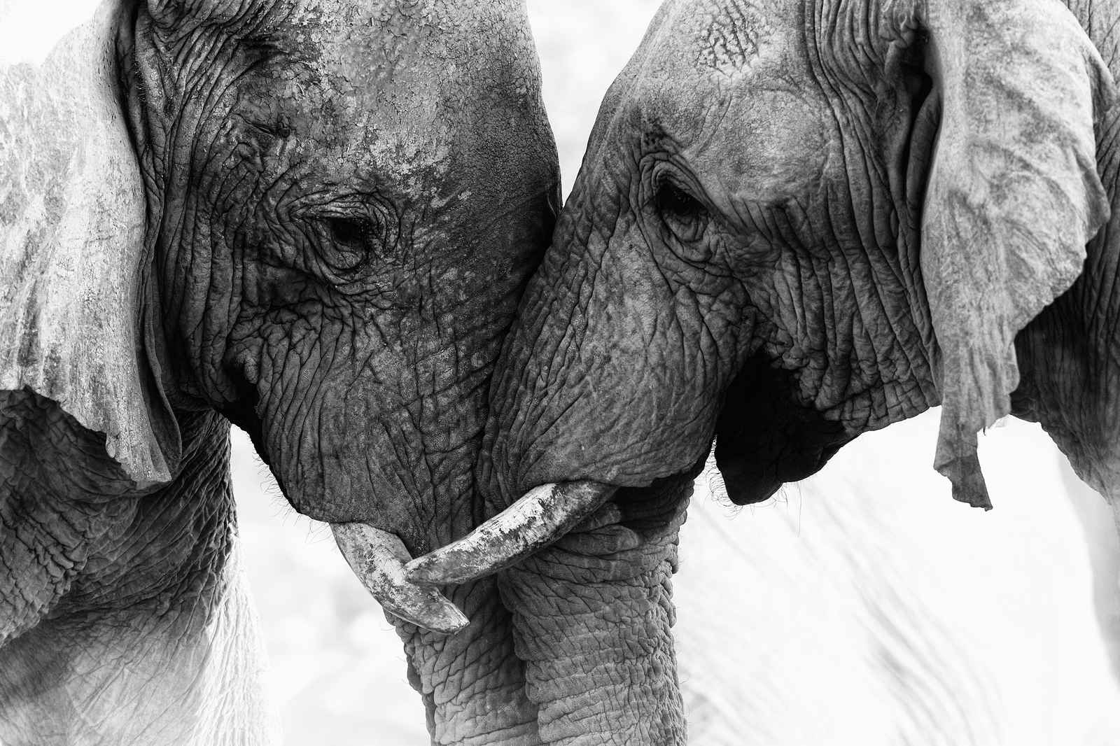 Majestic Elephant Embrace Black & White Wall Art