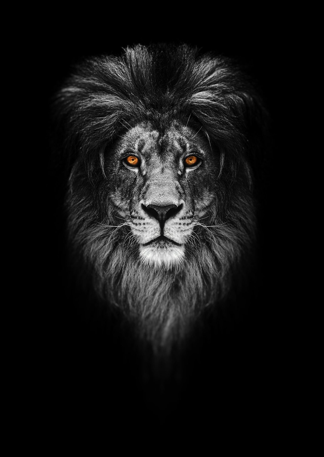 Majestic Lion Portrait Wall Art