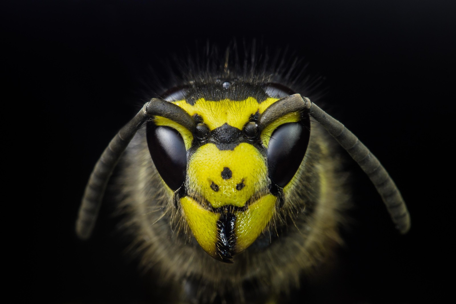 Striking Wasp Macro Photography Wall Art
