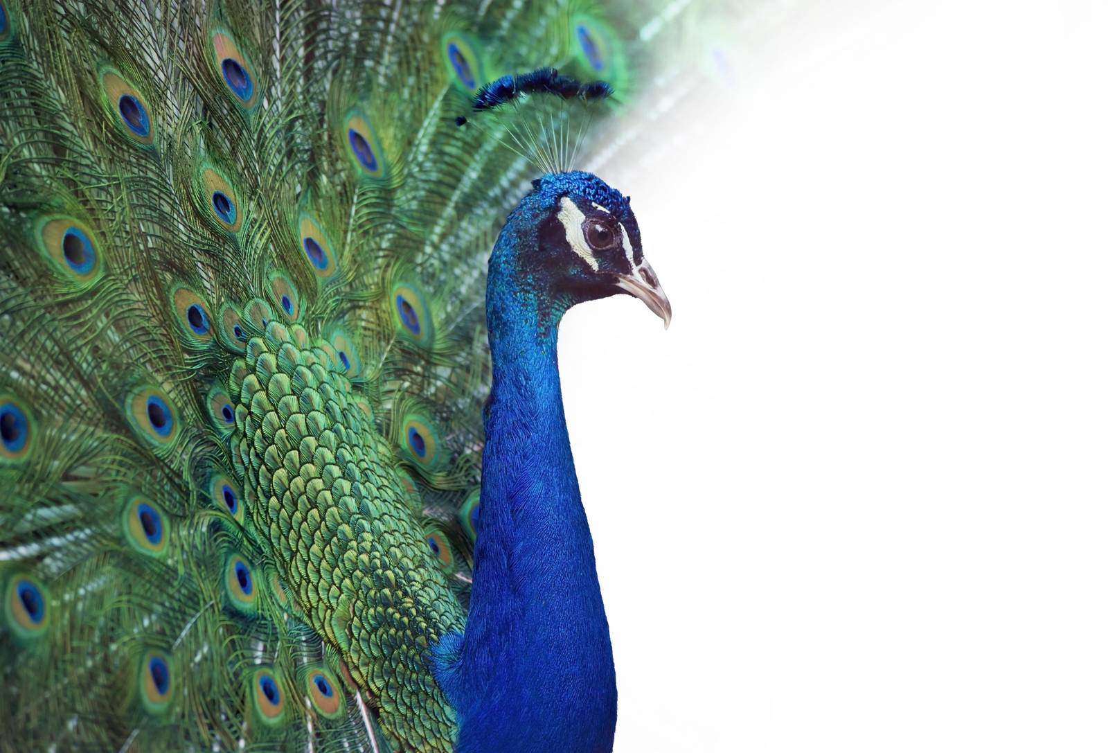 Majestic Peacock Feather Burst Wall Art