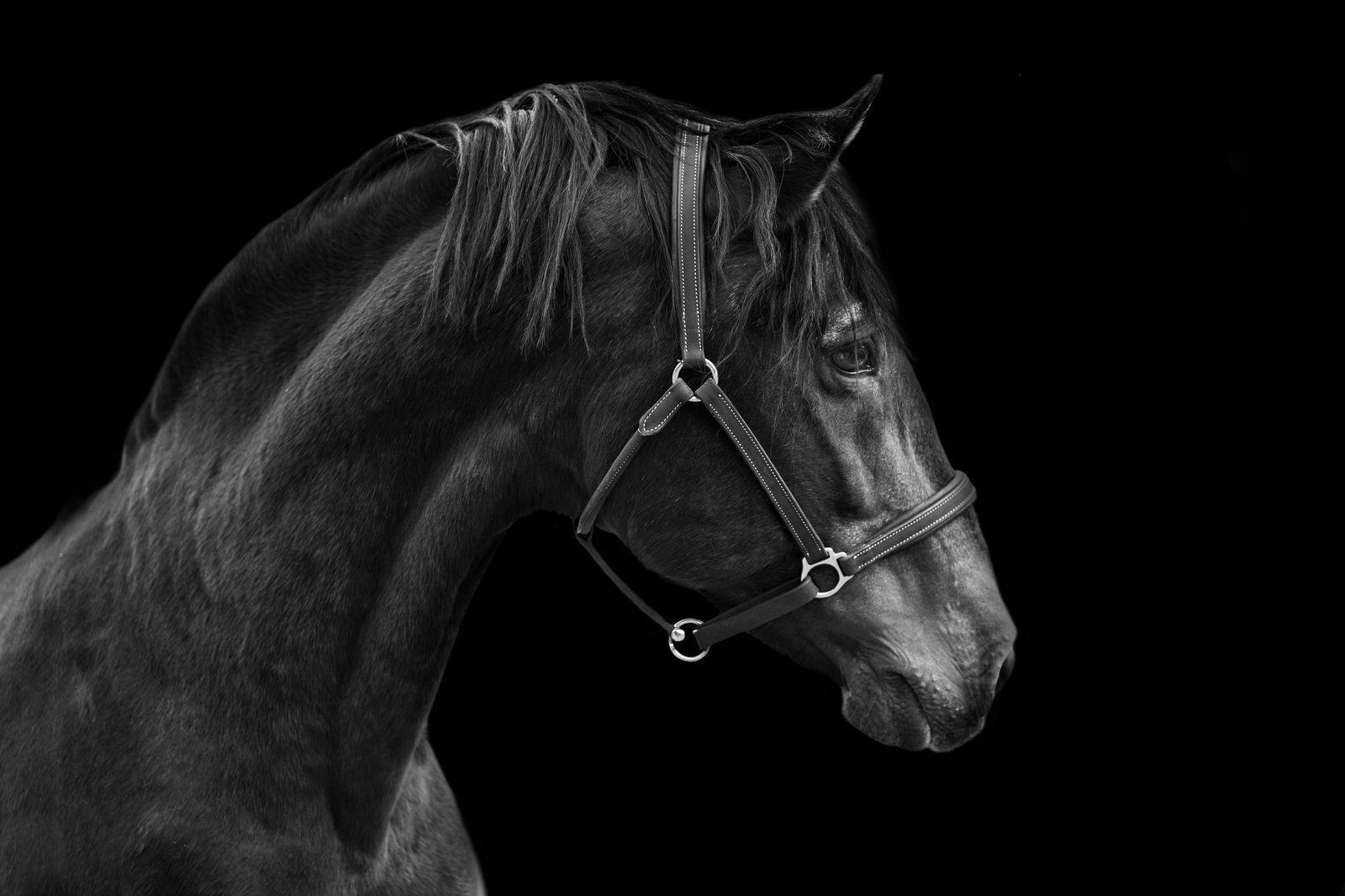 Majestic Horse Portrait Black & White Wall Art