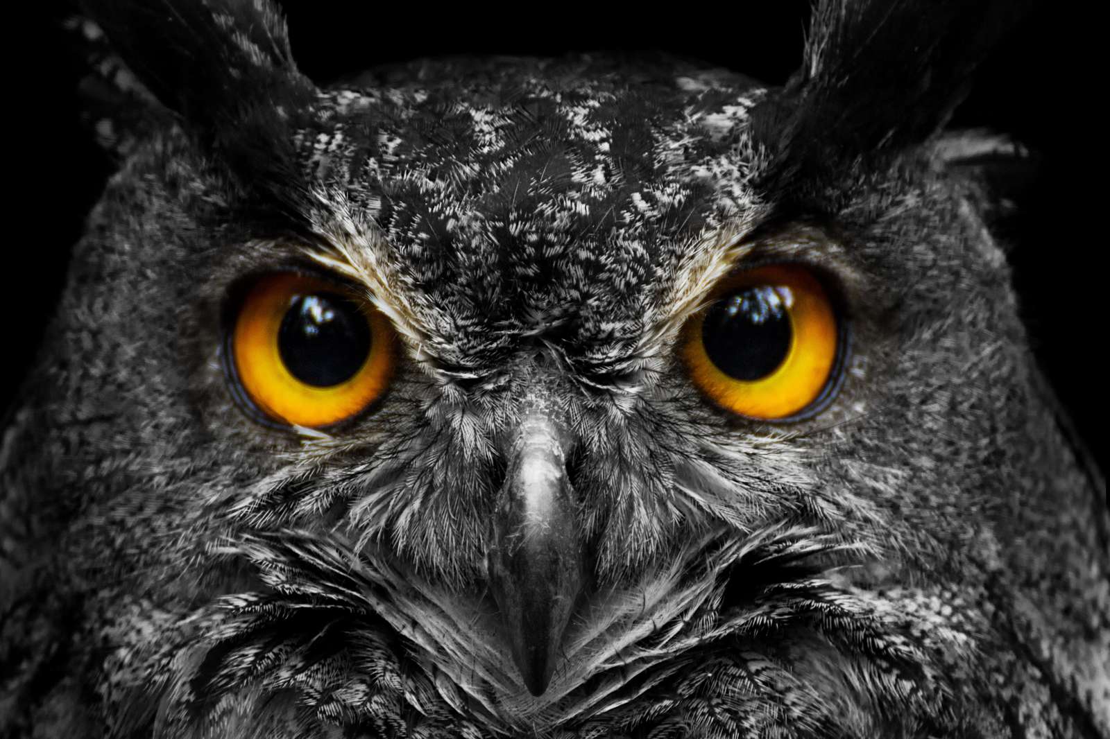 Intense Owl Eyes Wildlife Art Wall Art