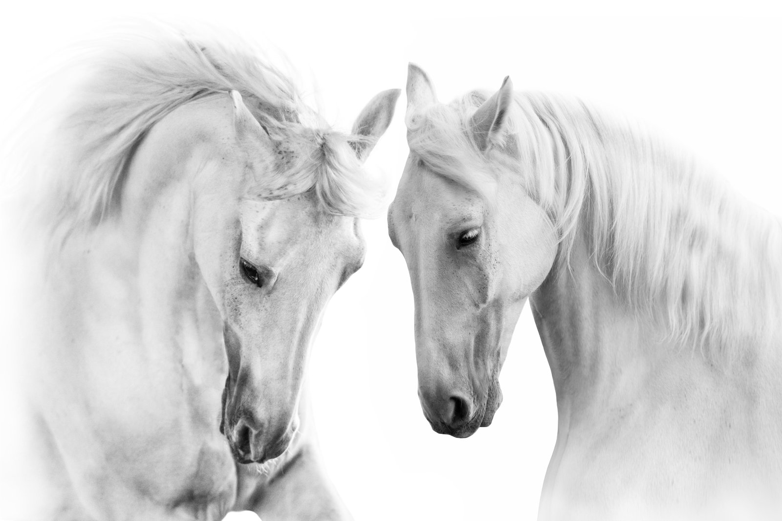 Elegant White Horses Duo Black & White Wall Art