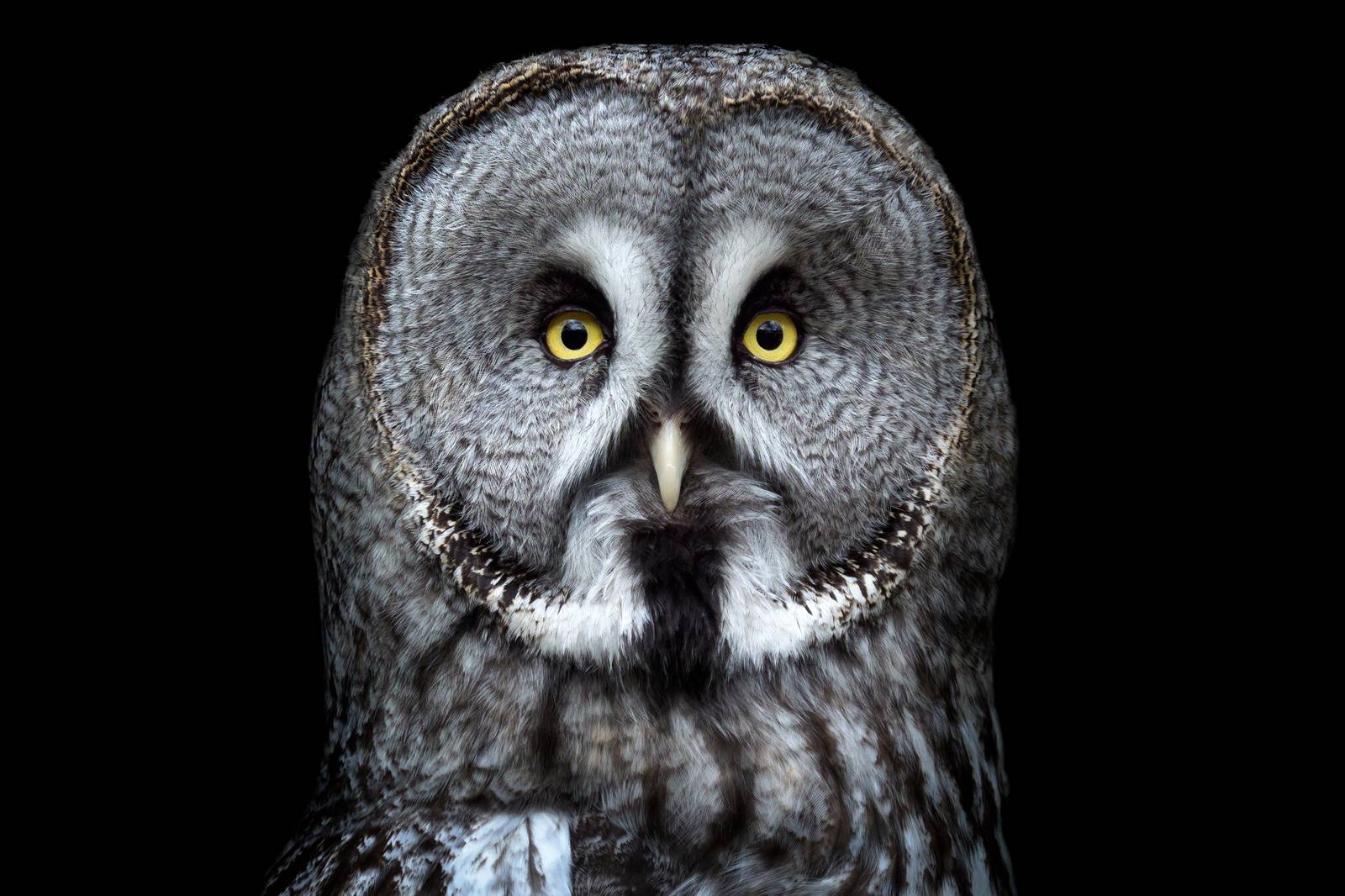 Majestic Great Grey Owl Portrait Wall Art