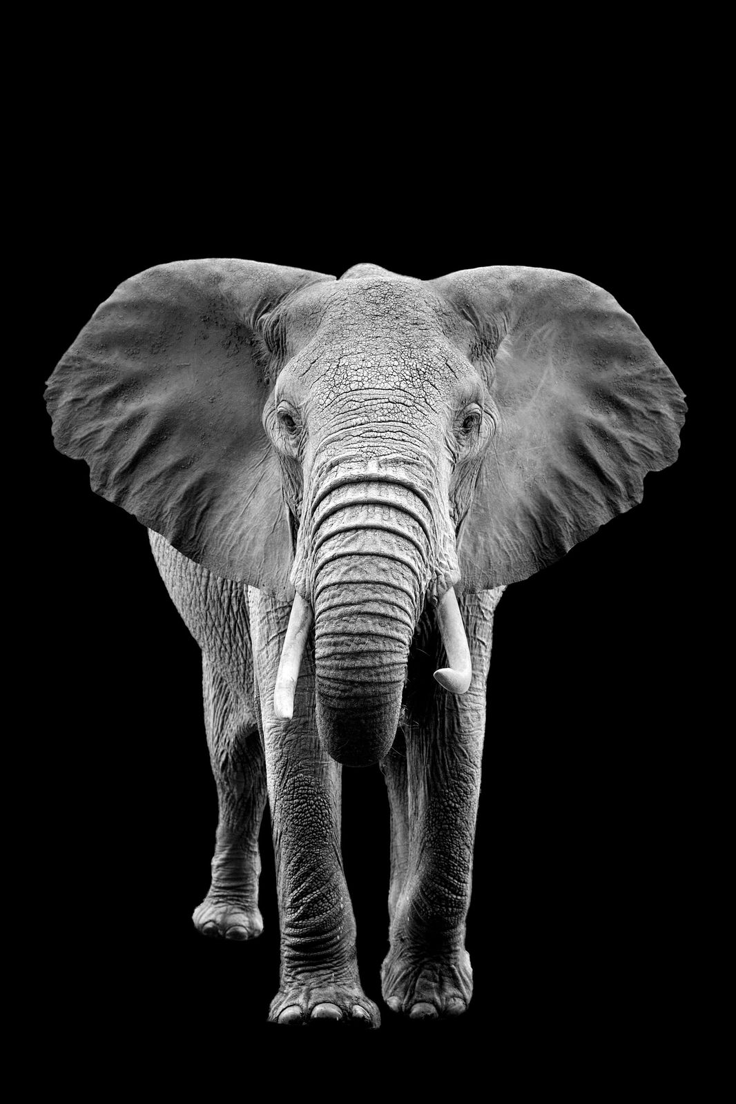 Majestic Elephant Portrait Wall Art
