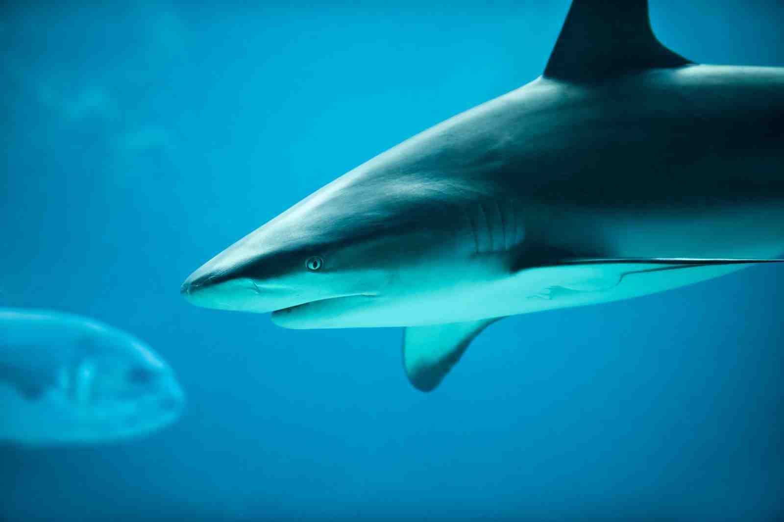 Majestic Shark Ocean View Wall Art
