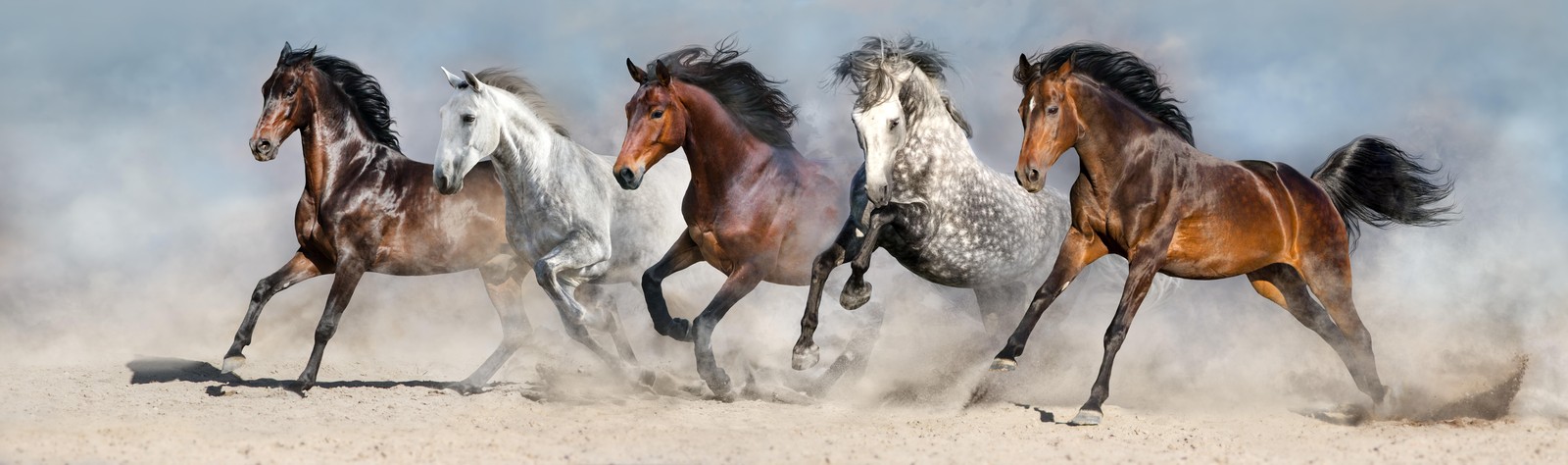 Majestic Running Horses Wall Art