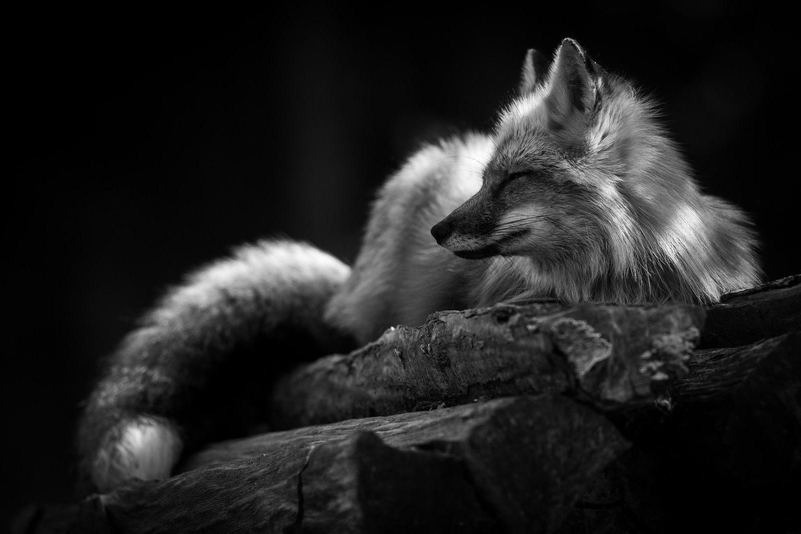 Serene Fox Nap B&W Wall Art