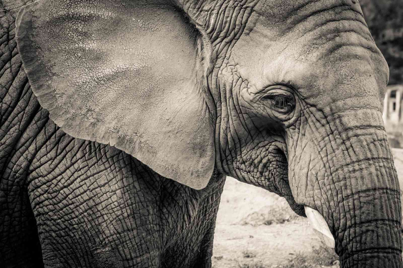 Majestic Elephant Portrait Wall Art