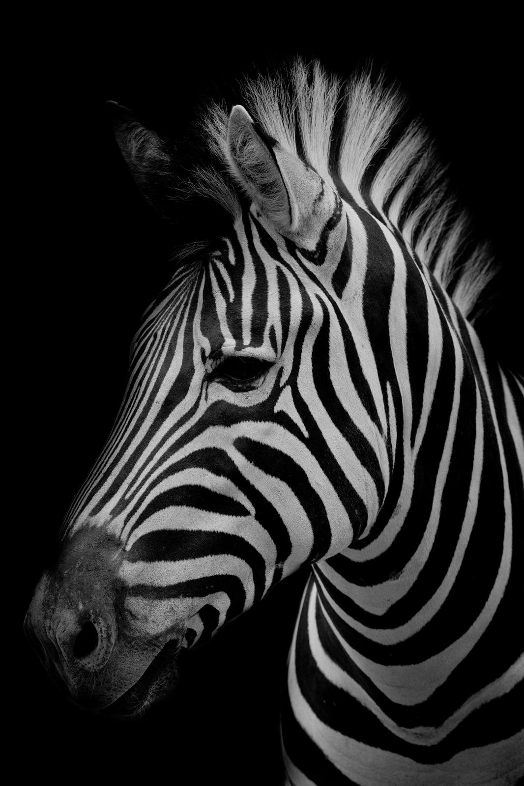 Striking Zebra Portrait B&W Wall Art