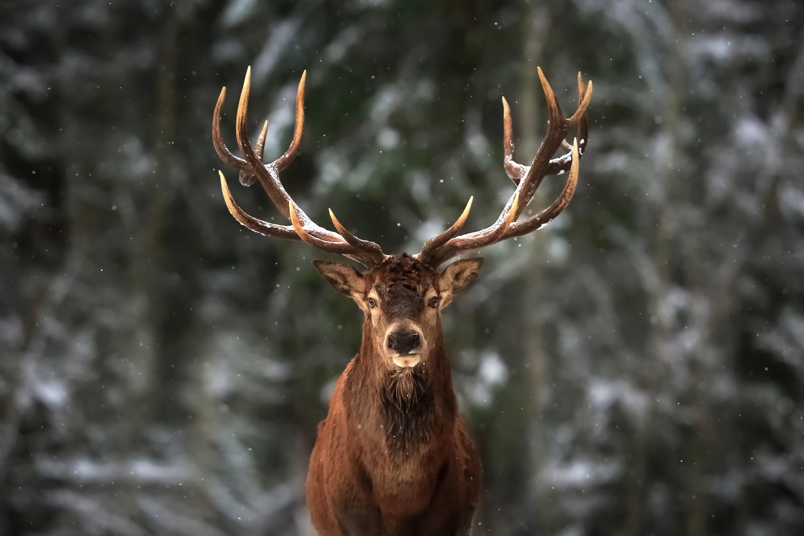 Majestic Stag Winter Wildlife Wall Art