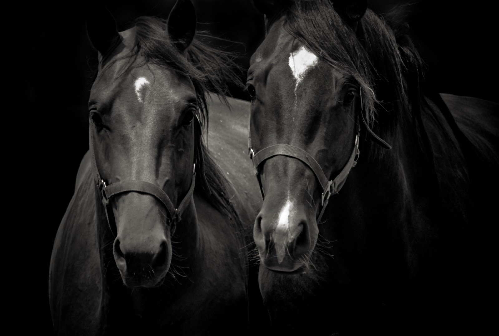Majestic Equine Pair Black & White Wall Art