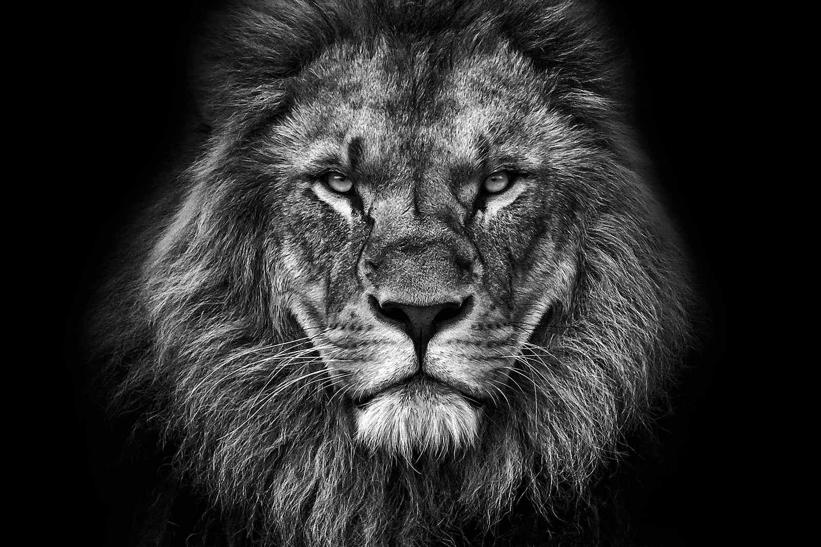 Majestic Lion King B&W Wall Art