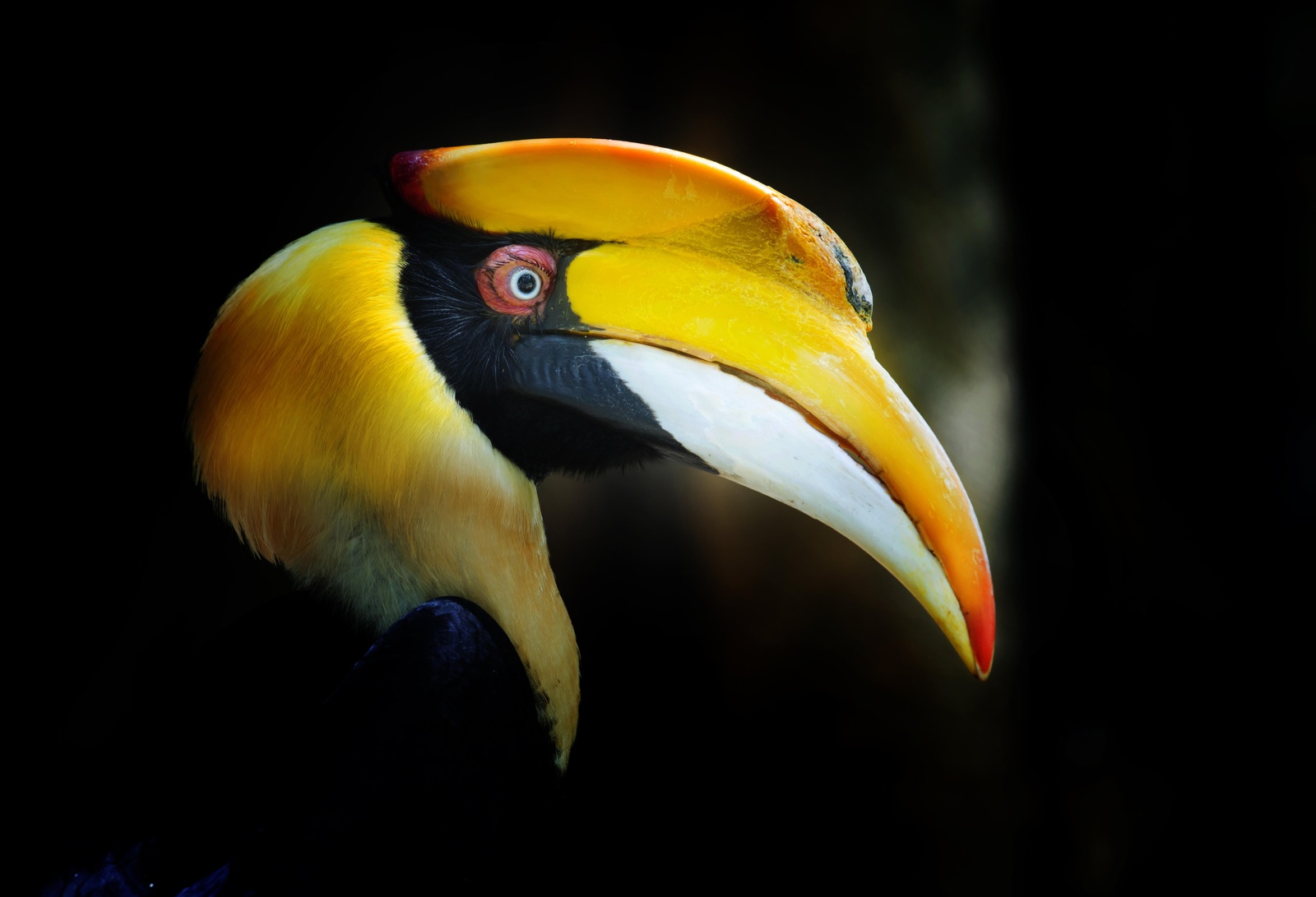 Majestic Hornbill Portrait Wall Art