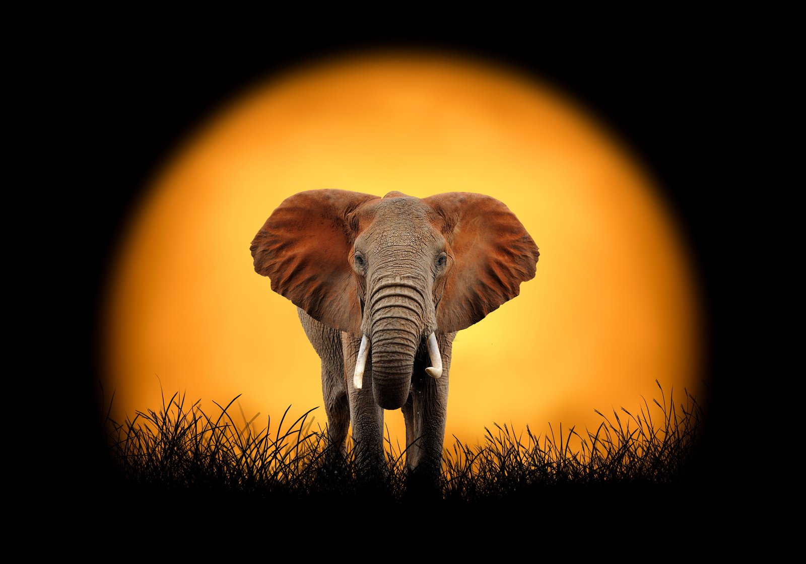 Majestic Elephant Sunset Safari Wall Art