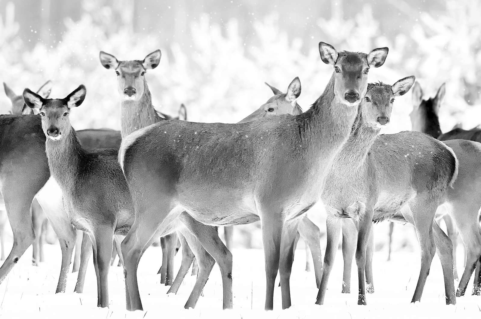 Serene Deer Winter Scene Wall Art
