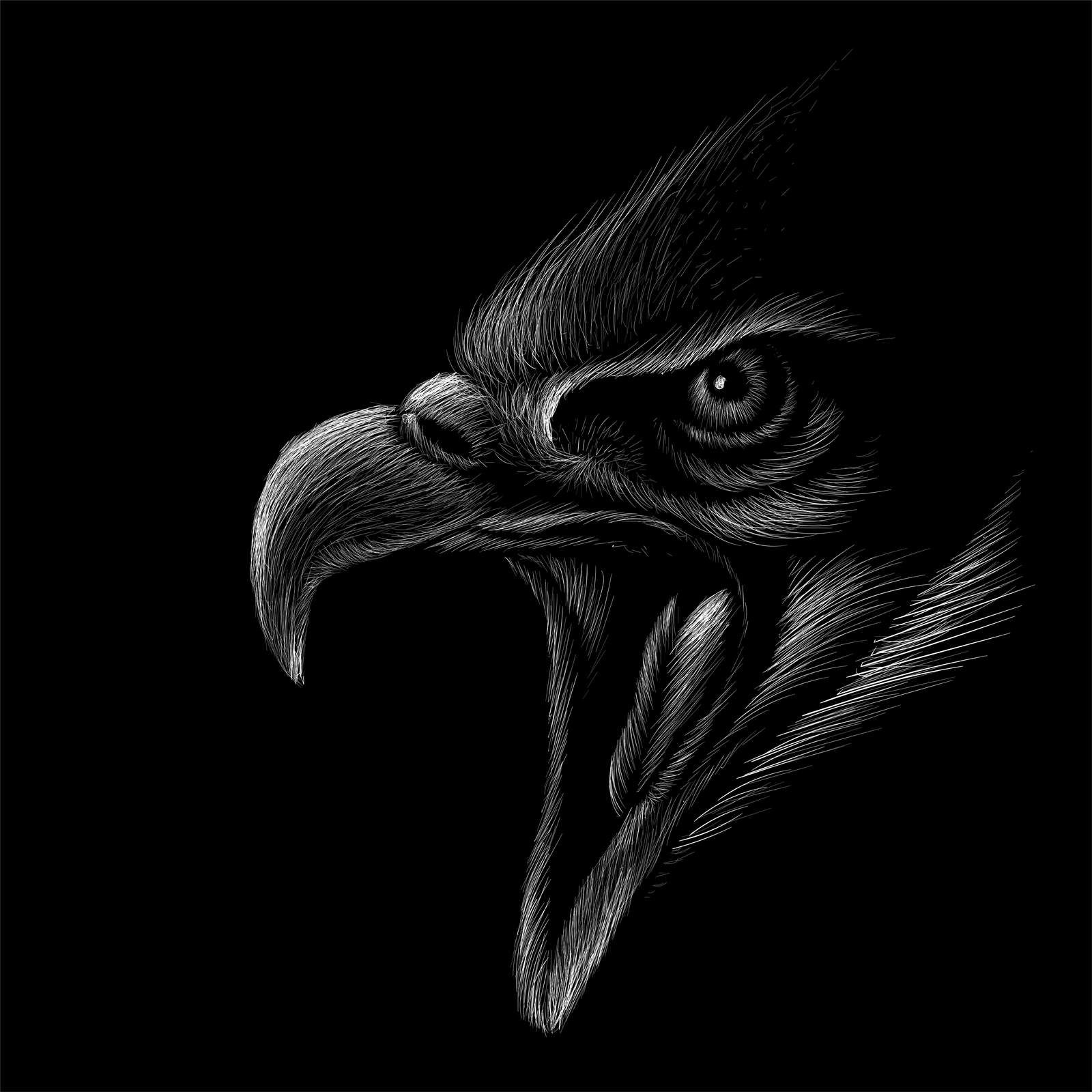 Striking Eagle's Gaze Black & White Wall Art
