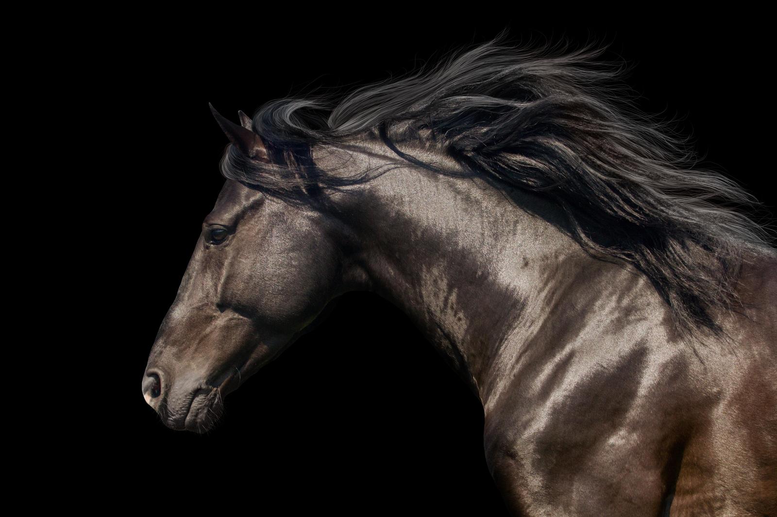 Majestic Black Stallion Horse Wall Art