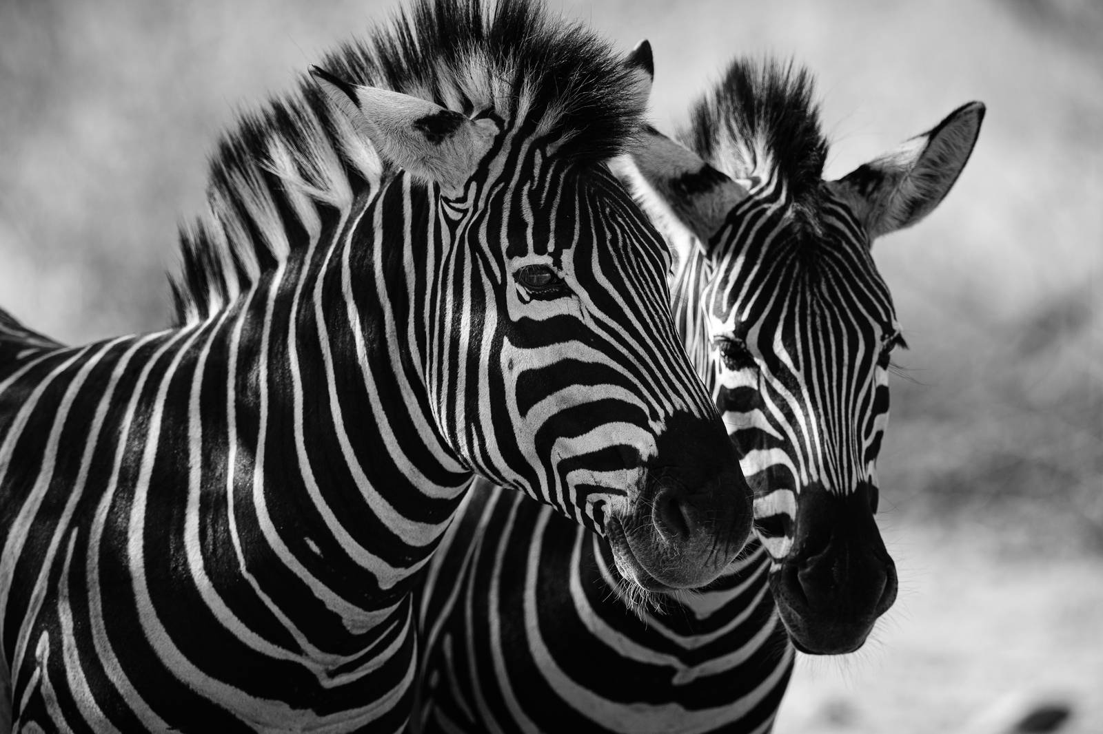 Striking Zebra Duo Black & White Wall Art
