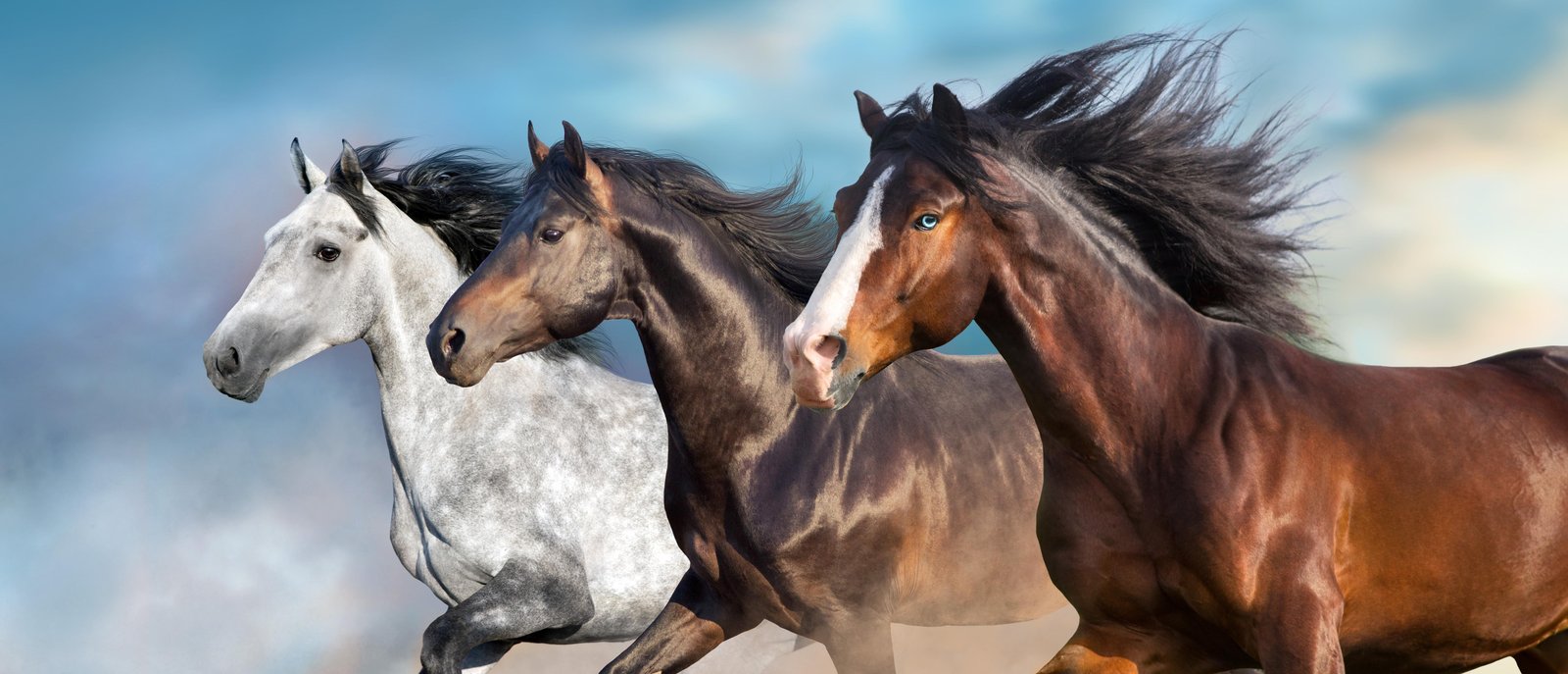 Majestic Trio Horse Wall Art Wall Art