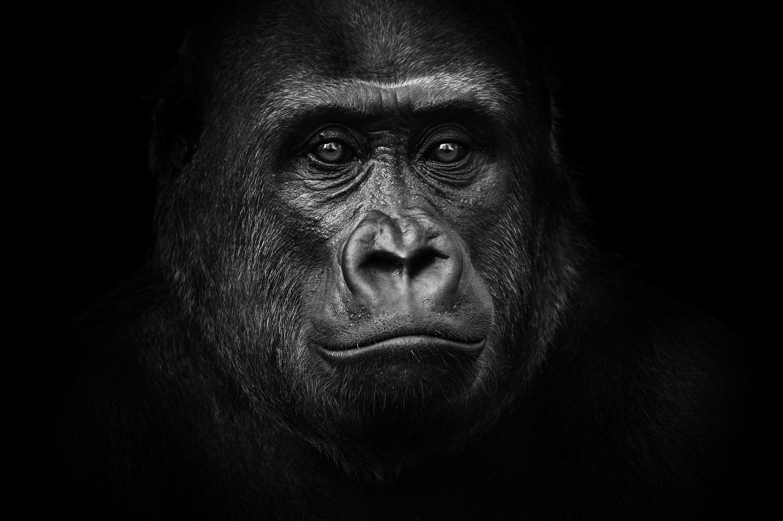 Intense Gorilla Portrait Wall Art Wall Art