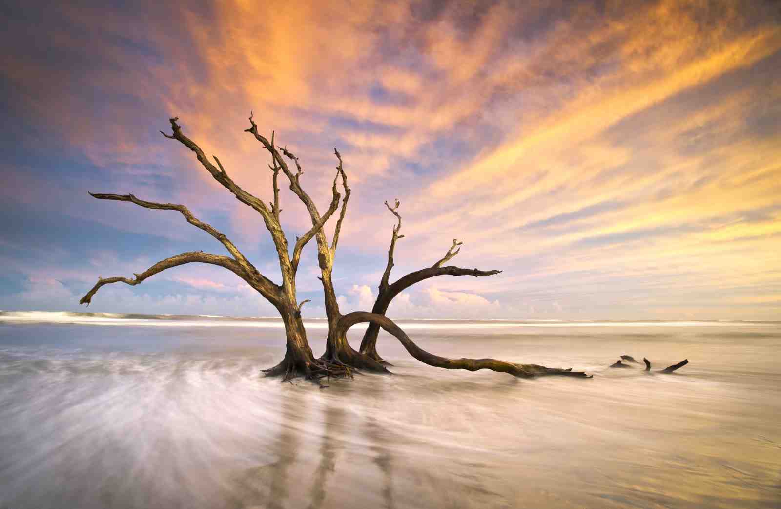 Serene Driftwood Tree Wall Art