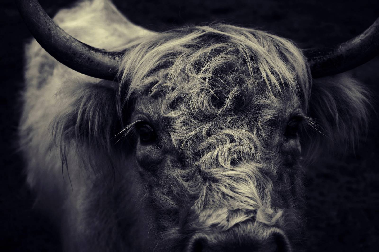 Majestic Highland Cow Portrait Wall Art