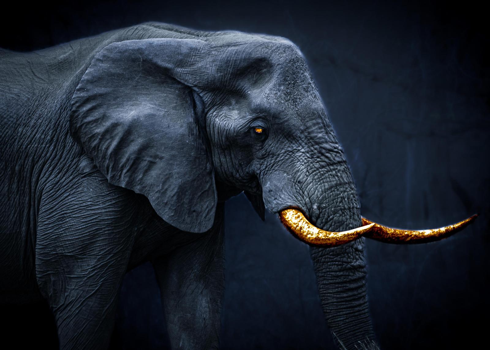 Majestic Gold Tusk Elephant Wall Art
