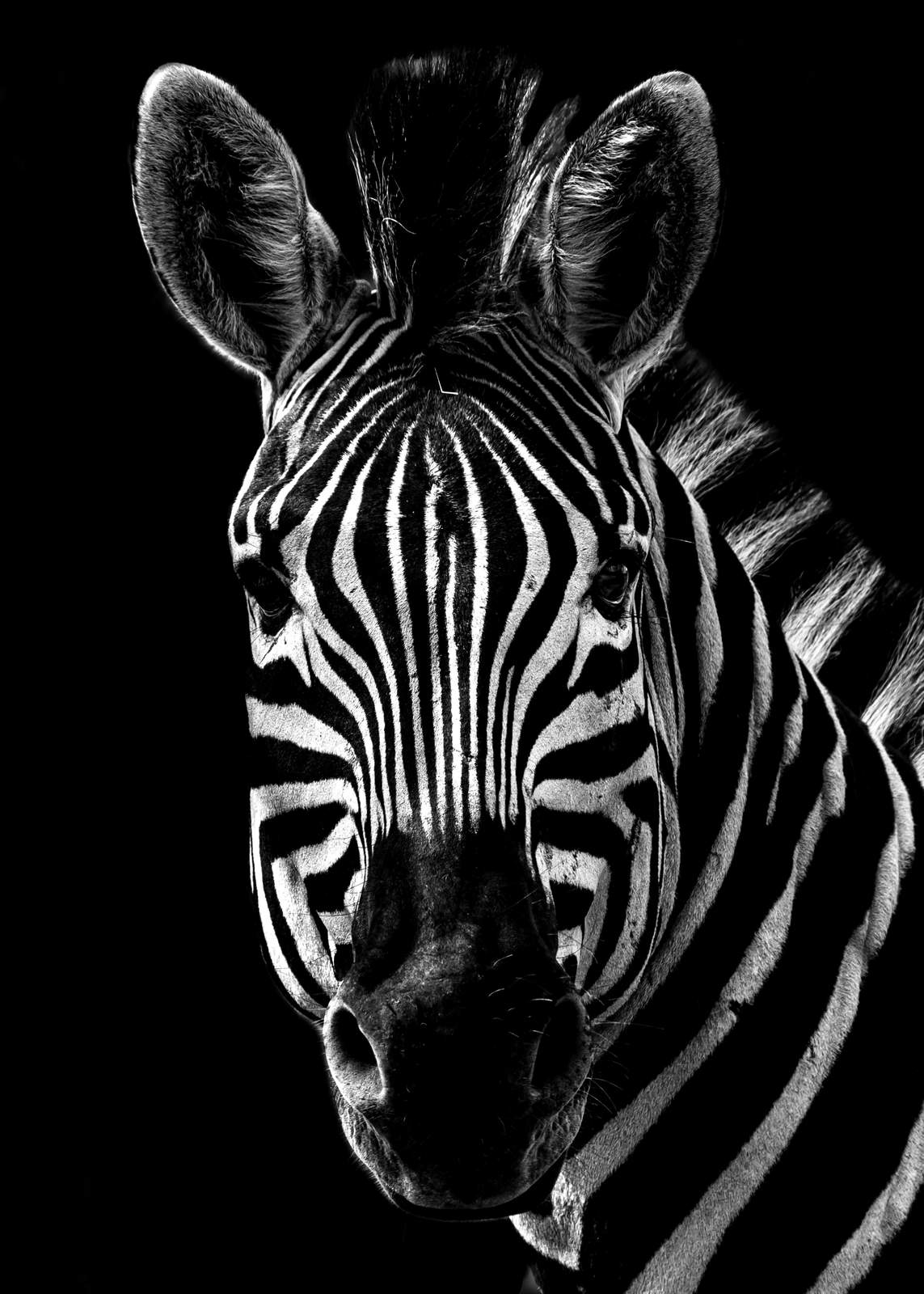 Bold Zebra Portrait Black and White Wall Art