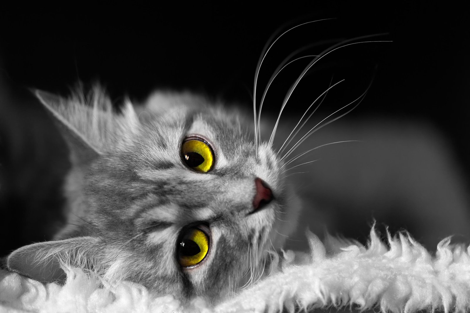 Captivating Yellow-Eyed Cat Wall Art