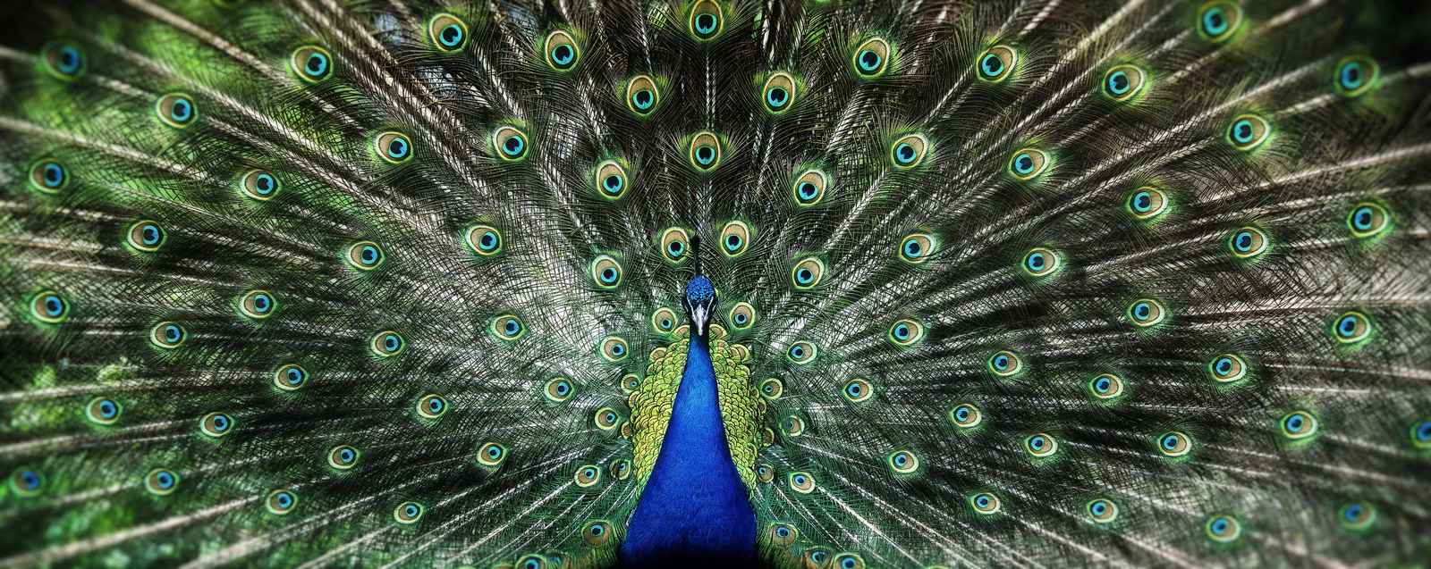Majestic Peacock Eye Feathers Wall Art