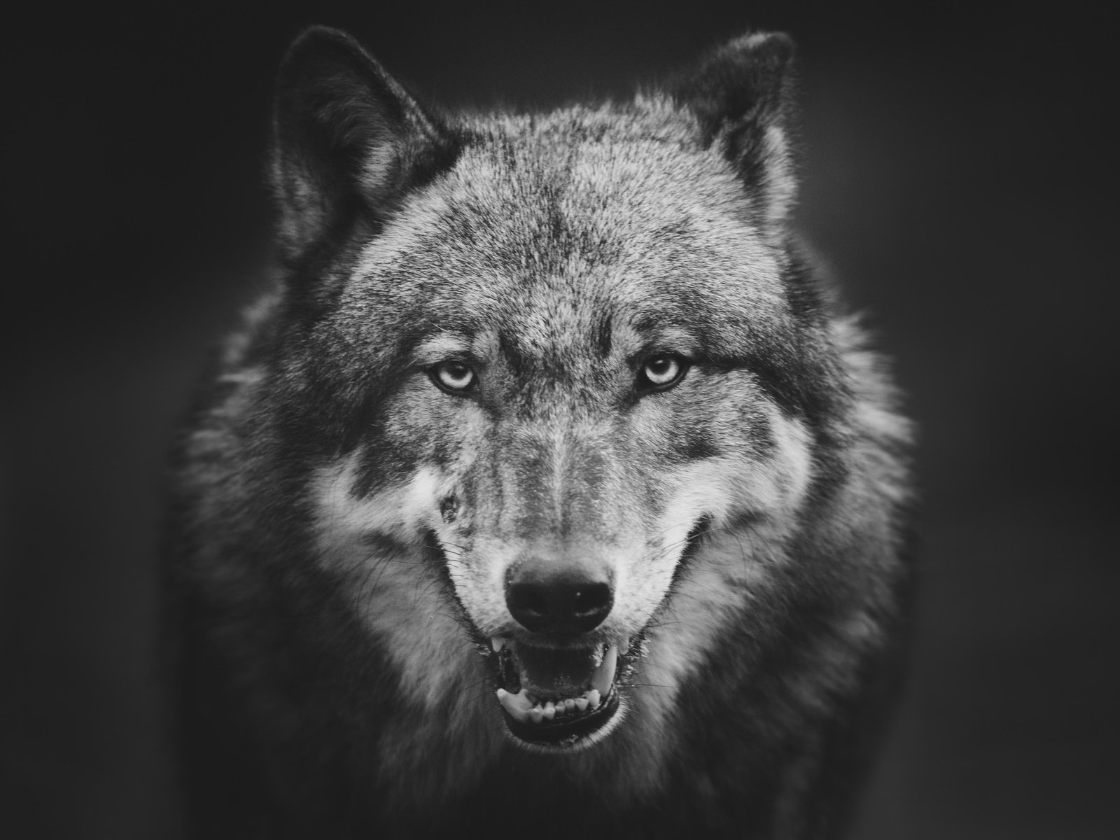 Intense Wolf Portrait B&W Wall Art