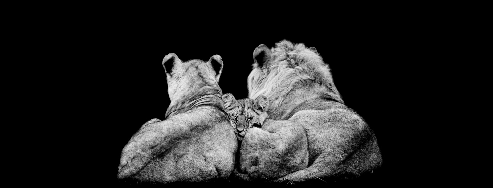 Majestic Lion Family Black & White Wall Art