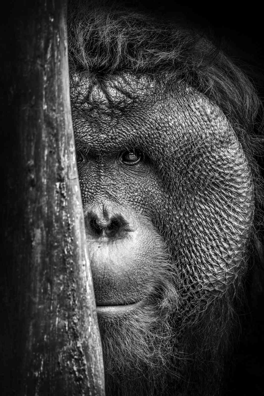 Majestic Orangutan Peeking Wall Art