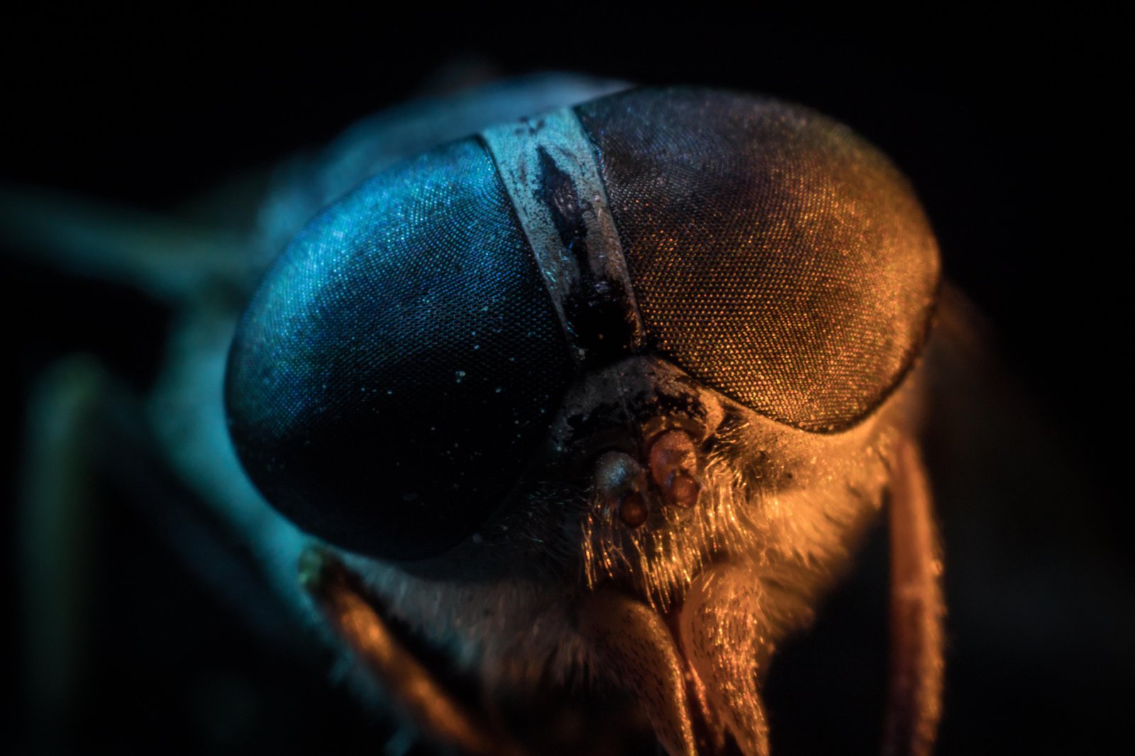 Macro Fly Eye Abstract Art Wall Art