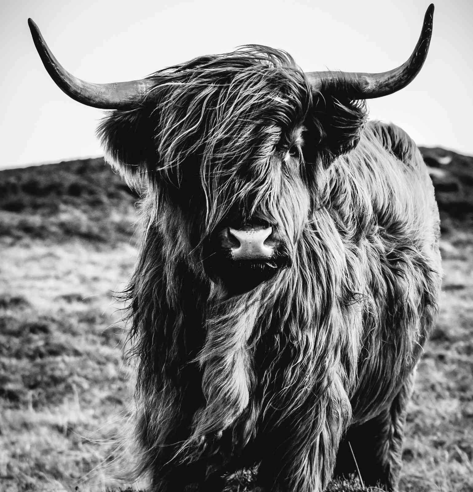 Majestic Highland Cow Black and White Wall Art