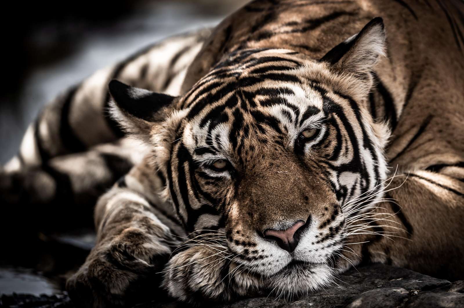 Majestic Tiger Portrait Wall Art